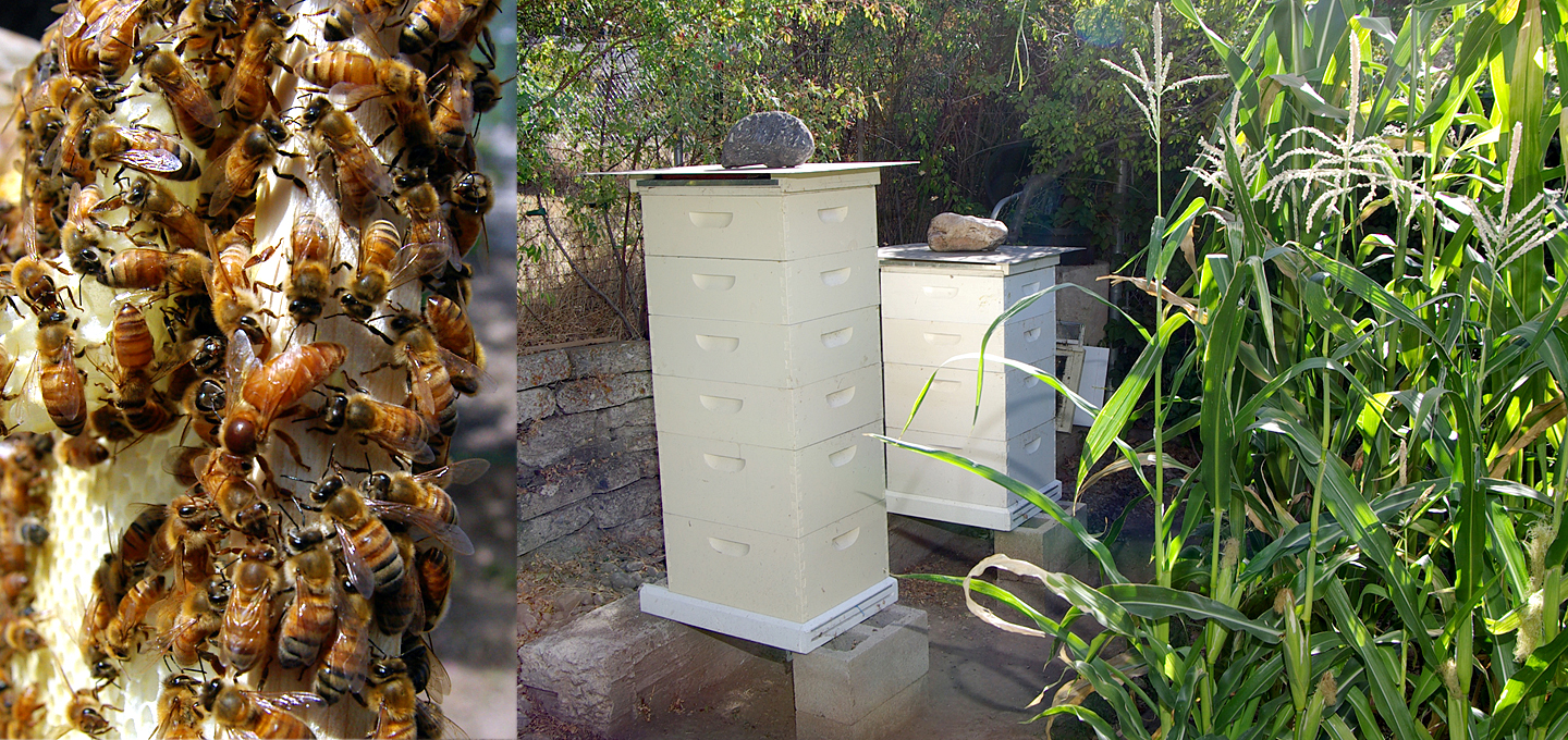Each hive on the right has 1 queen, left, and about 45,000 worker bees